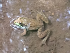 Lithobates clamitans