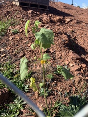 Abutilon theophrasti