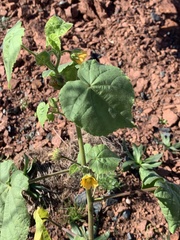 Abutilon theophrasti