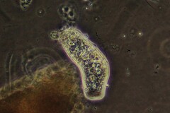 Amoebidae
