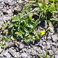 Mecardonia procumbens