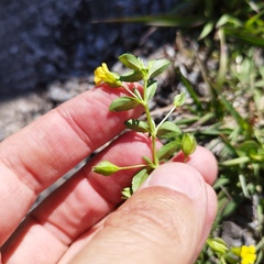 Mecardonia procumbens
