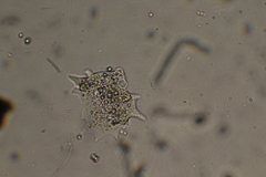 Amoebidae