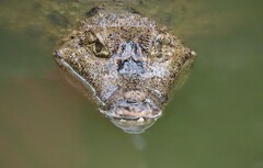 Caiman crocodilus