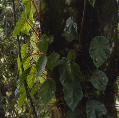 Gobenia