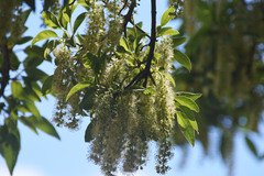 Phytolacca dioica