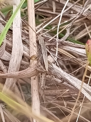 Dichromorpha viridis