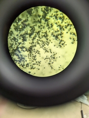 Talaromyces purpureogenus