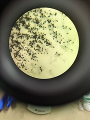 Talaromyces purpureogenus