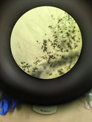 Talaromyces purpureogenus