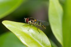 Allograpta obliqua