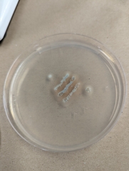 Talaromyces purpureogenus