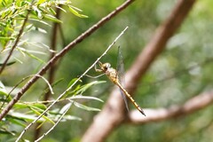 Hemicordulia continentalis