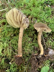 Neohygrocybe