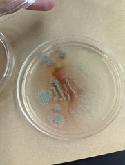 Talaromyces purpureogenus