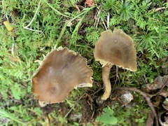 Neohygrocybe