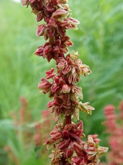 Rumex transitorius