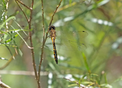 Hemicordulia continentalis