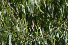 Limenitis archippus obsoleta