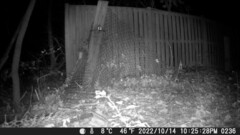 Didelphis virginiana