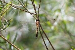 Hemicordulia continentalis