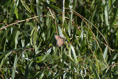 Limenitis archippus obsoleta