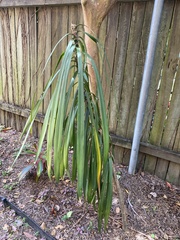 Dracaena angustifolia