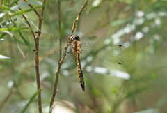 Hemicordulia continentalis
