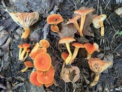 Media resource of Hygrocybe reidii