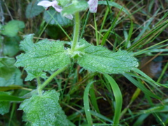 Stachys ajugoides
