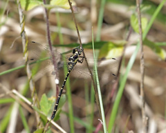 Eusynthemis nigra