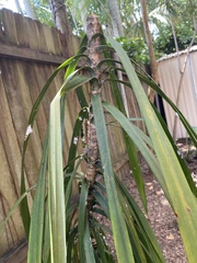 Dracaena angustifolia