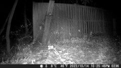 Didelphis virginiana