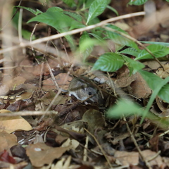 Peromyscus gossypinus allapaticola