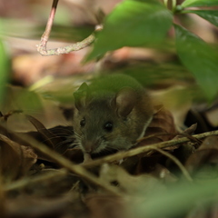 Peromyscus gossypinus allapaticola
