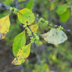 Forestiera