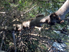 Cylindrocarpon didymum