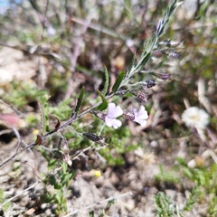 Loeselia coerulea