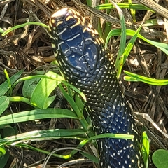 Lampropeltis holbrooki