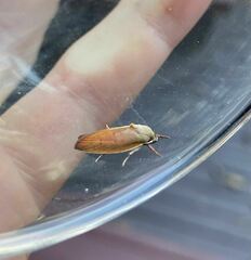 Ptyoptila matutinella