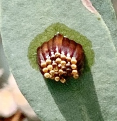 Reduviidae