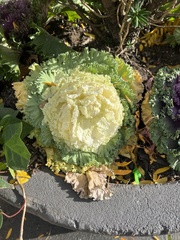 Brassica oleracea acephala