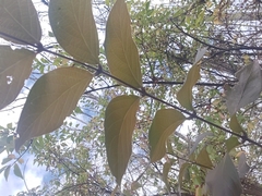 Lonicera