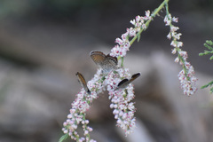 Brephidium exilis exilis