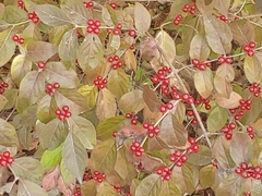 Lonicera