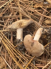 Lactarius imperceptus