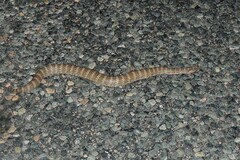 Acanthophis antarcticus