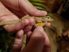 Anolis oculatus