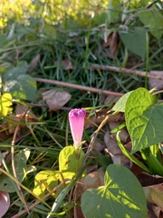 Ipomoea