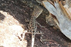 Diporiphora australis